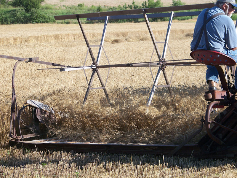 Cutting wheat